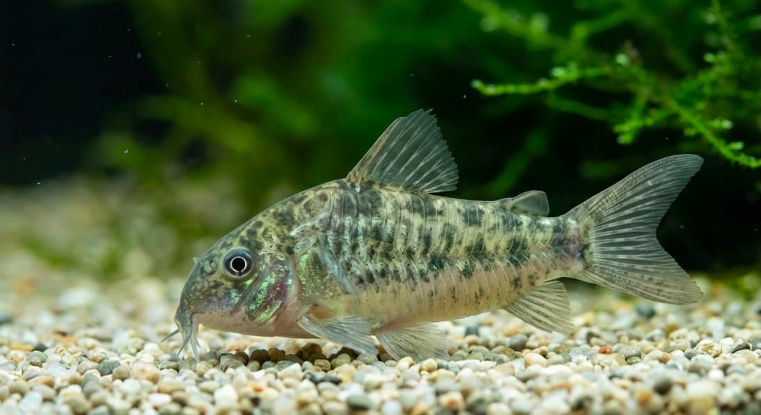 Corydoras