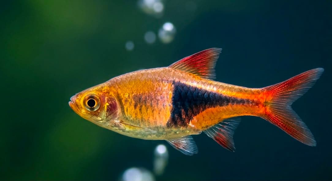 Harlequin Rasbora