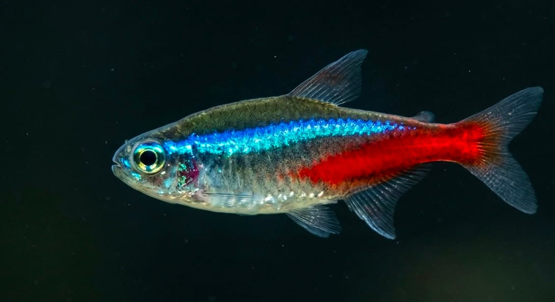 Neon Tetra
