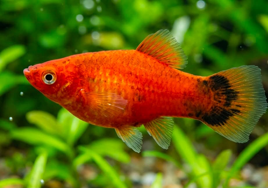 Platy